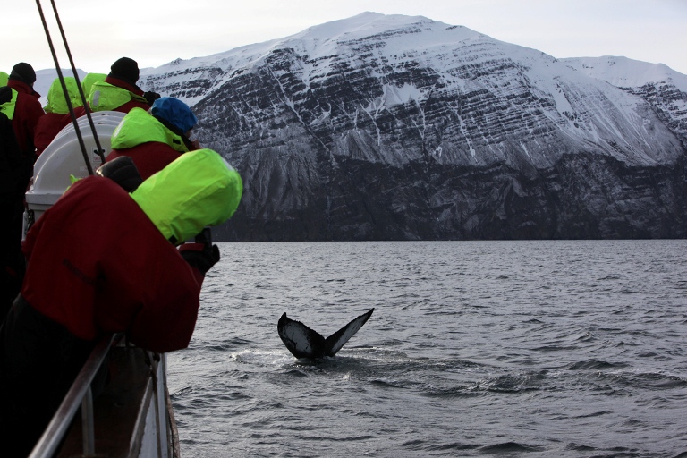 Humpback and grey mountains